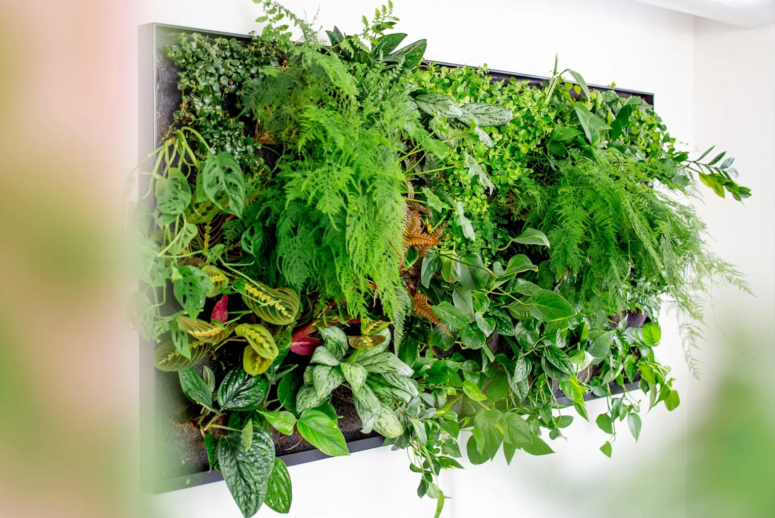 2m2 Green screen, Vertikala växtväggar och växtmöbler inomhus