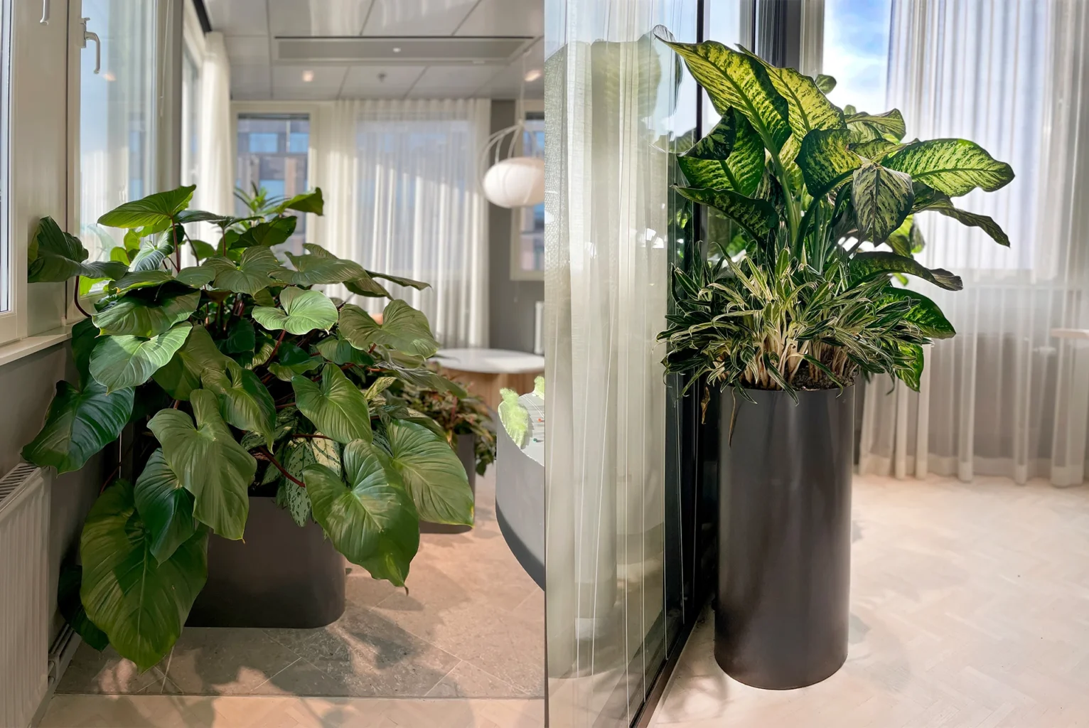 Fabege head office, Stockholm, vertikala växtvägg inomhus och växtinredning